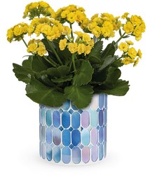 Sunny Kalanchoe **COLORS VARY** from Kinsch Village Florist, flower shop in Palatine, IL